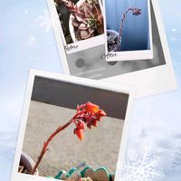 多肉大好き,名無しさん。,多肉花芽,エケベリア好き,多肉女子の画像