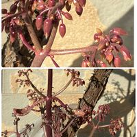 コダカラソウ,コダカラソウ,スマホ撮影加工なし,花の15年組,金曜日の蕾たちの画像