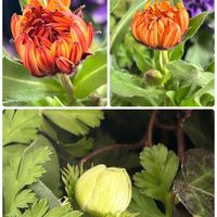 カレンデュラ,アネモネポルト,カレンジュラ,カレンジュラ コーヒークリーム,出会いに感謝♡の画像