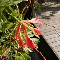 グロリオサの画像