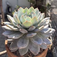 ラウリンゼ,多肉植物,鉢植え,エケベリア属,花芽の画像