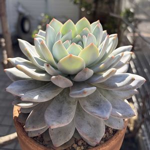 ラウリンゼ,多肉植物,鉢植え,エケベリア属,花芽の画像