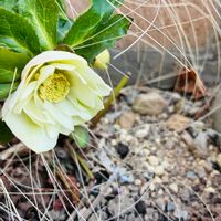 クリスマスローズ,タイム,ガーデニング,お気に入り♡,いつもありがとう♡の画像