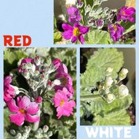 クリスマスローズ,サクラソウ,プリムラ マラコイデス,いちご大福,GSのみなさんに感謝♡の画像