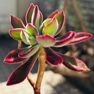 ハムシー,多肉植物,子株,鉢植え,ダイソーの画像