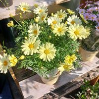 マトリカリアの画像