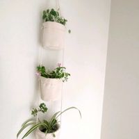 ユーフォルビア・ダイヤモンドフロスト,スーパートレニア カタリーナ ピンクリバー,ユーフォルビア ダイヤモンドスノー,観葉植物,ハイドロカルチャーの画像