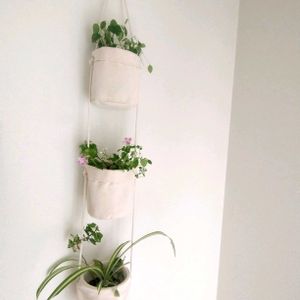 ユーフォルビア・ダイヤモンドフロスト,スーパートレニア カタリーナ ピンクリバー,ユーフォルビア ダイヤモンドスノー,観葉植物,ハイドロカルチャーの画像