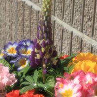 プリムラ,ルピナス,ルピナス,プリムラ　ジュリアン,プリムラ　ジュリアンの画像