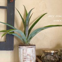 パイナップル,緑のある暮らし,ナチュラルスタイル,ありがとう♡,お部屋のグリーンの画像