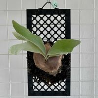 ビカクシダ,銀華,ginka,クローン,PUPの画像