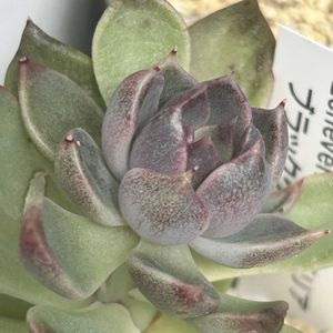 ブラッククィーン,ナナシちゃん,ガーデニング,ウッドデッキ,寄せ植え大好きの画像