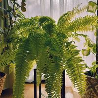 ネフロレピス,観葉植物,インドアグリーン,葉っぱ好き,みどりのある暮らしの画像