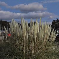 パンパスグラスの画像