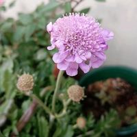 マツムシソウ,庭の画像