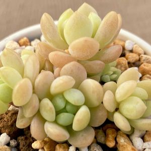 メイプルハニー,多肉植物,紅葉する多肉,多肉中毒,ベランダの画像