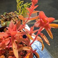 火祭り,乙女心,錦晃星,ピンクルルビーの画像