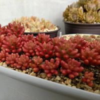 オーロラ,プロリフェラ,プロリフェラ錦,キャラリアン ,黒壇エボニーの画像