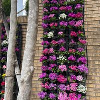 サクラソウ,プリムラ　ジュリアン,プリムラ　ジュリアン,花のある街の画像