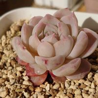 白牡丹,紅稚児, ブロンズ姫,レッドベルベット,多肉植物の画像