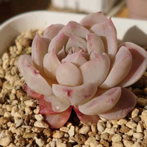 白牡丹,紅稚児, ブロンズ姫,レッドベルベット,多肉植物の画像