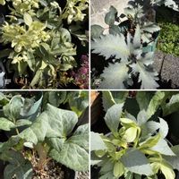 クリスマスローズ,カラーリーフ クリスマスローズ,カラーリーフ クリスマスローズ,カラーリーフクリスマスローズ　アーグチフォリウス スターダスト,カラーリーフクリスマスローズ　アーグチフォリウス スターダストの画像