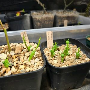 ユーフォルビア ゴルゴニス,アデニア　クラドセパラ,多肉植物,塊根植物,実生の画像