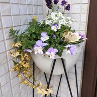 ストック,葉牡丹,プリムラ マラコイデス,よく咲くスミレ,スーパーチュニアの画像