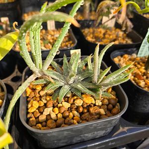 ブルビネ　aff.ウィエセイ,実生,種子から育てる,南アフリカ原産,ケープバルブの画像