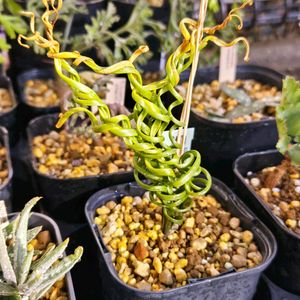 アルブカ  ブルースベイエリ,実生,南アフリカ原産,ケープバルブ,庭の画像