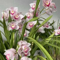 シンビジューム,リビング,花のある暮らし,私の癒し,お花大好き✨の画像