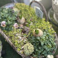 ヒヤシンス,ベビーティアーズ,ビオラ,雲間草,モーヴビオラの画像