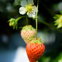 イチゴの画像