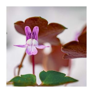 シンバラリア,ツタバウンラン,オオバコ,地植え,グランドカバーの画像