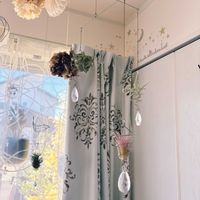 チランジア,ストレプトフィラ,ストレプトフィラ,サンキャッチャー,デュラティの画像