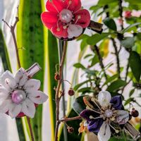 手作り,田舎暮らし,花のある暮らし,楽しい田舎暮らし,みどりのある暮らしの画像