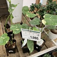 モンステラ,パキポディウム・デンシフローラム,見切り品,ホムパト,モンステラ タイコンステレーションの画像