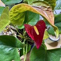 アンスリウム,アンスリウム,ダイソー,観葉植物を楽しむ,観葉植物のある暮らしの画像