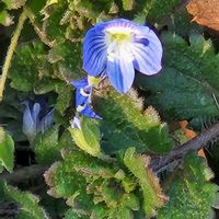 オオイヌノフグリ,オオイヌノフグリの画像