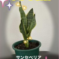 サンスベリア,サンセベリア,iPhone撮影,その他部屋の画像