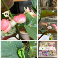 木立ベゴニア,窓際,キュンキュン乙女倶楽部,うどん県人会,キュンキュン乙女倶楽部No.192の画像