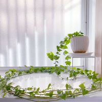 アイビー,植物のある暮らし,植物の生命力,キッチンの画像