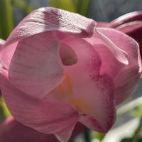 シンビジウム,シンビジウム,洋ラン,花のある暮らし,冬の花の画像