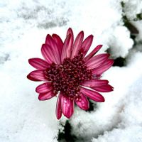 ガーベラ,オステオスペルマム,岐阜県,多肉男子,岐阜の画像