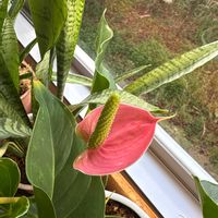 アンスリウムの画像