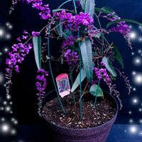 ハーデンベルギア,ハーデンベルギアの蕾,繋がりに感謝✨,おうち園芸,チーム・ブルーの画像