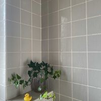 ヘデラ,アイビー,多肉植物,観葉植物,水耕栽培の画像