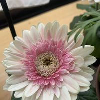 アイビーゼラニウム,ガーベラ,大好き見切り品の画像