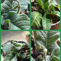 ストレプトカーパス,姫秋麗,フィリカウリス レッドスポット,豊助饅頭❣️,和菓子の日の画像