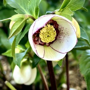 クリスマスローズ,ガーデニング,シェードガーデン,おうち園芸の画像